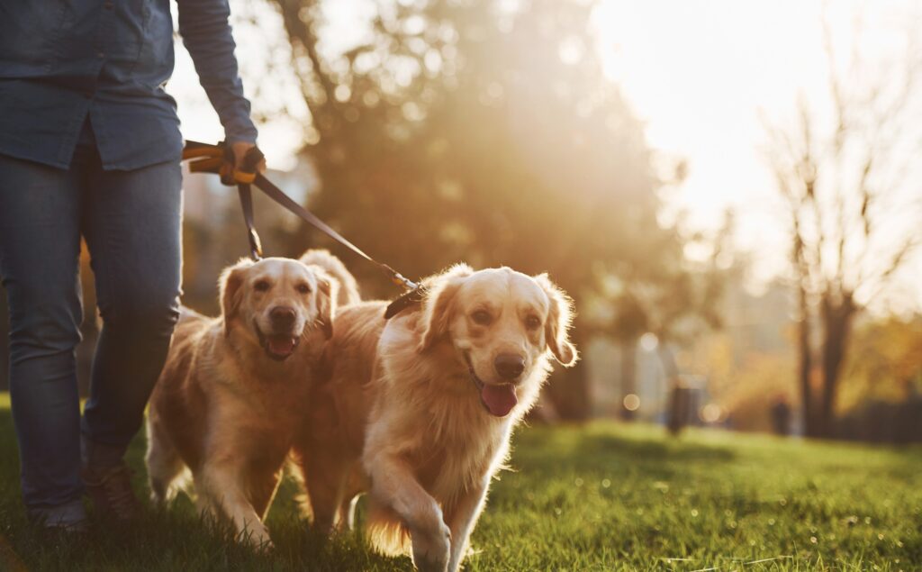 choisir pension pour chien